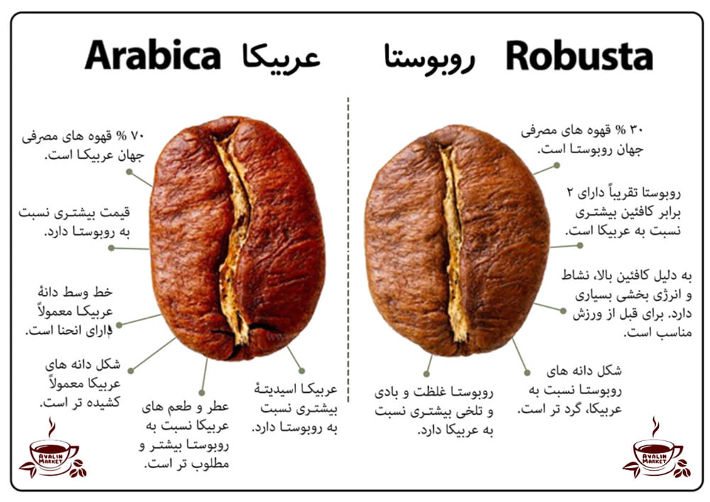 robusta vs arabica coffee